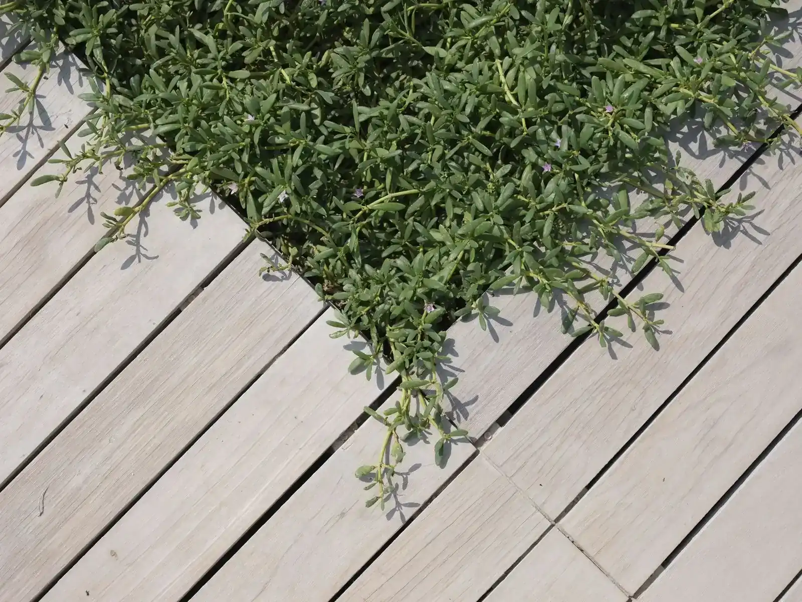 Wooden deck boards and railing